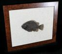 Beautiful Framed Priscacara Fossil Fish - #22444-2